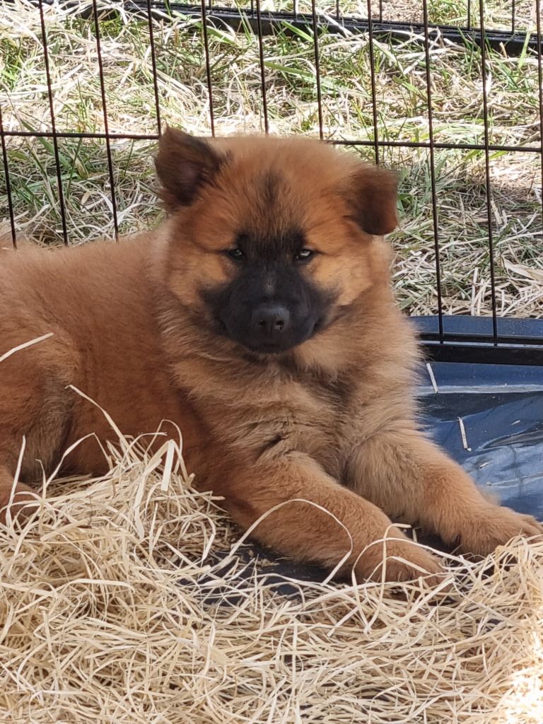 Du Souvenir De Tootsie - Chiots disponibles - Eurasier