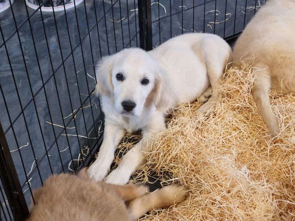 Du Souvenir De Tootsie - Chiots disponibles - Golden Retriever