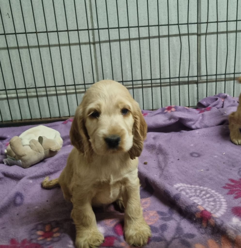 Du Souvenir De Tootsie - Chiots disponibles - Cocker Spaniel Anglais