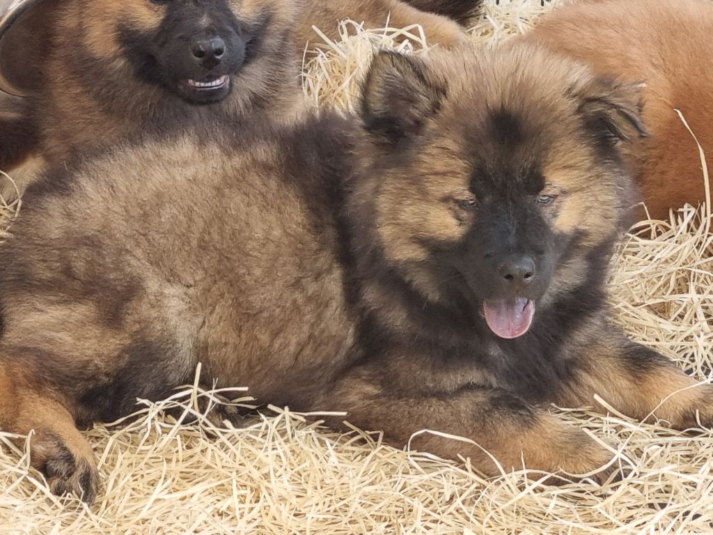 Du Souvenir De Tootsie - Chiots disponibles - Eurasier
