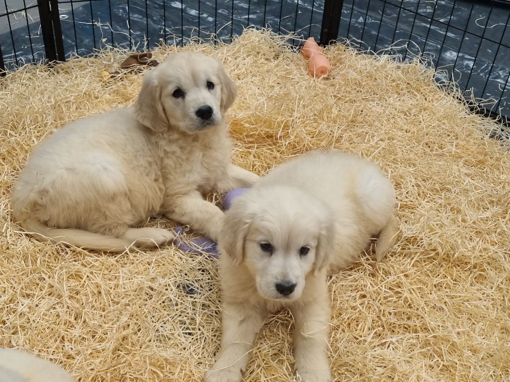 Du Souvenir De Tootsie - Golden Retriever - Portée née le 27/02/2025