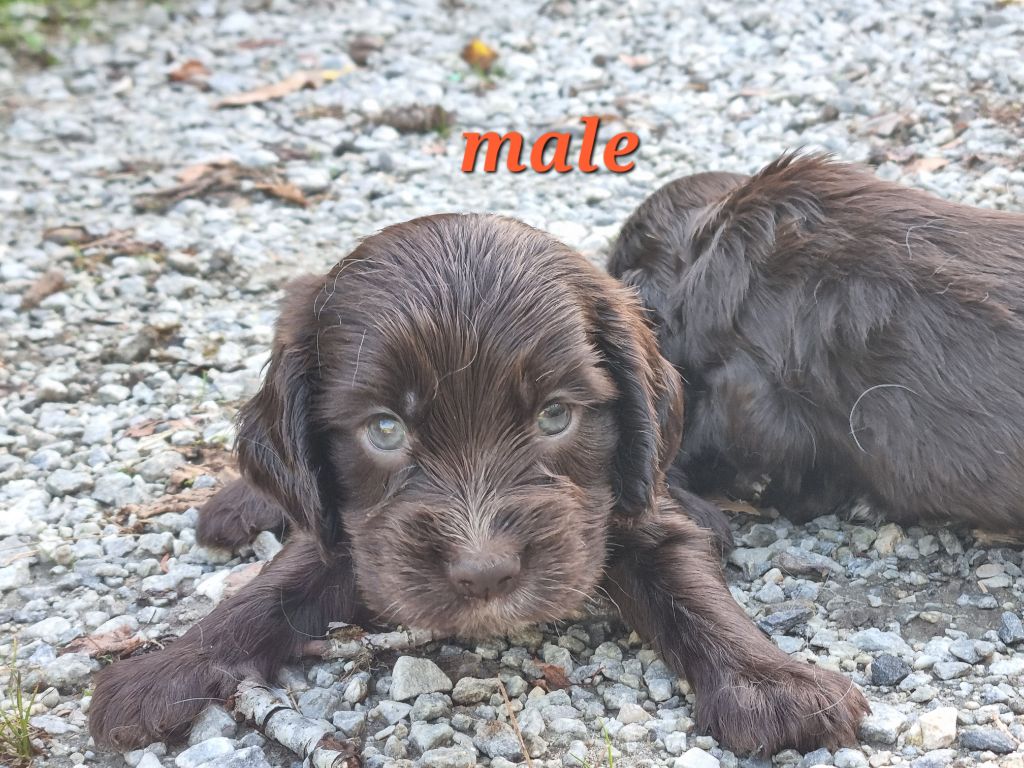Du Souvenir De Tootsie - Chiots disponibles - Cocker Spaniel Anglais