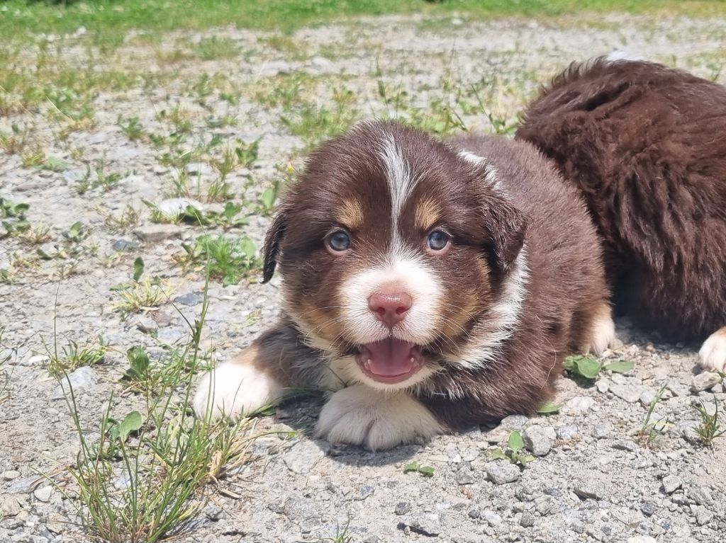 Du Souvenir De Tootsie - Chiots disponibles - Berger Américain Miniature 