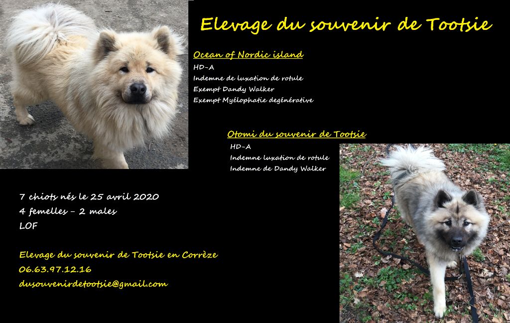 Chiot Eurasier Du Souvenir De Tootsie